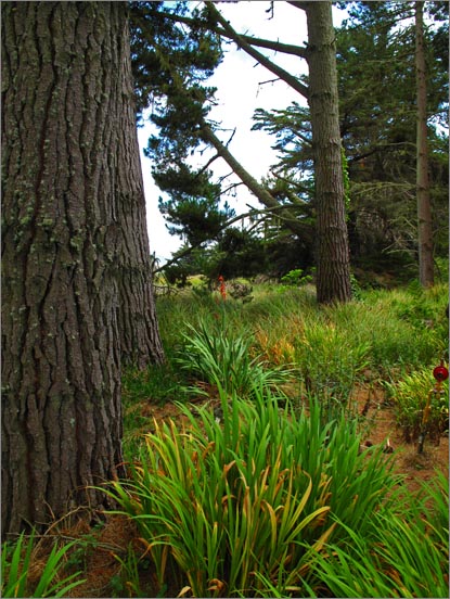 sm Pt. Reyes.RCA (09).jpg - Small streams make for lush landscapes near the radio station.